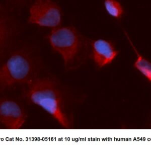Human LPS-induced TNF-alpha Factor (LITAF) AssayLite Antibody (APC Conjugate)