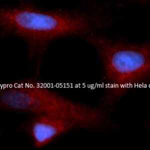 Human PAIP2 AssayLite Antibody (RPE Conjugate)