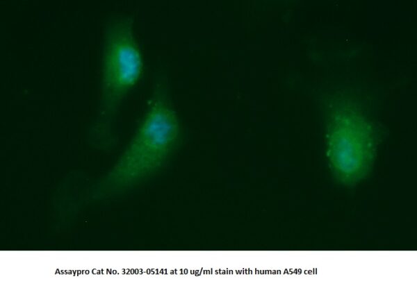 Human GGPS1 AssayLite Antibody (FITC Conjugate)