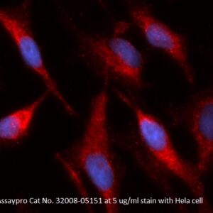 Human ECHS1 AssayLite Antibody (RPE Conjugate)