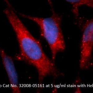 Human ECHS1 AssayLite Antibody (APC Conjugate)