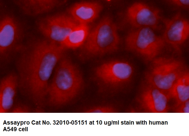 Human Syntenin-1 AssayLite Antibody (RPE Conjugate)