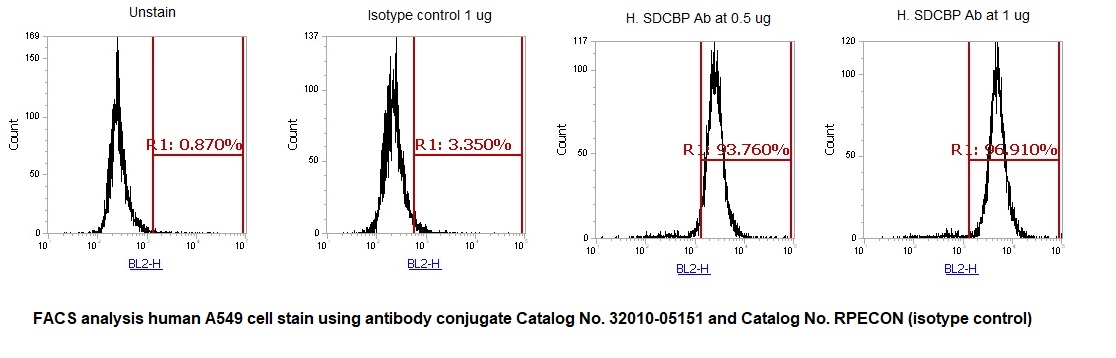 Human Syntenin-1 AssayLite Antibody (RPE Conjugate) - Image 2