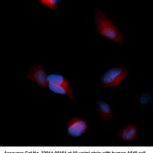 Human Enolase 1 AssayLite Antibody (RPE Conjugate)