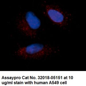 Human Purine Nucleoside Phosphorylase (PNP) AssayLite Antibody (RPE Conjugate)