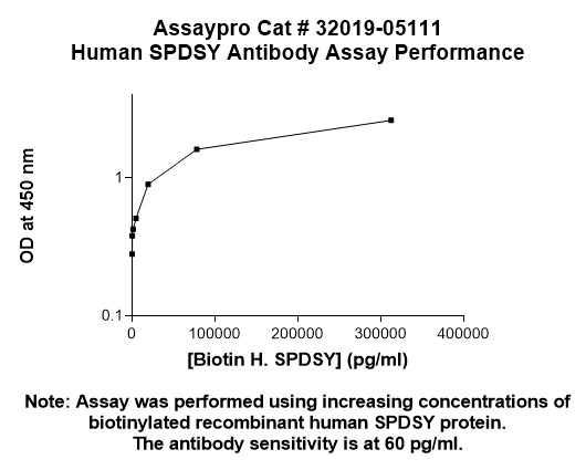 Human Spermidine Synthase (SPDSY) Antibody