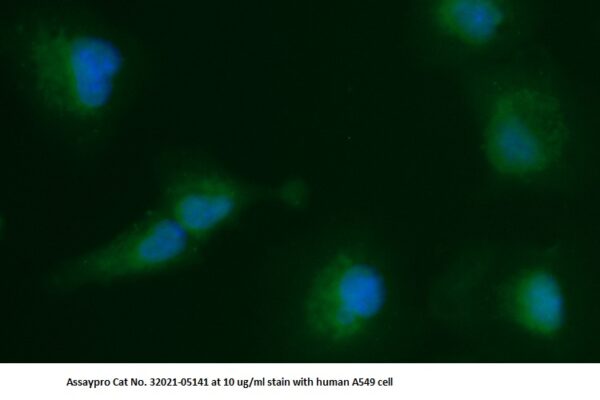 Human PCMT1 AssayLite Antibody (FITC Conjugate)