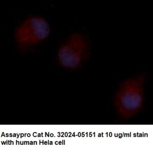 Human Annexin A8 (ANXA8) AssayLite Antibody (RPE Conjugate)