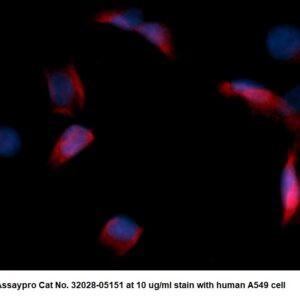 Human Adenylate Kinase Isoenzyme 1 (AK 1) AssayLite Antibody (RPE Conjugate)