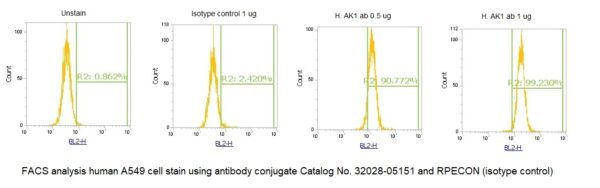 Human Adenylate Kinase Isoenzyme 1 (AK 1) AssayLite Antibody (RPE Conjugate) - Image 2