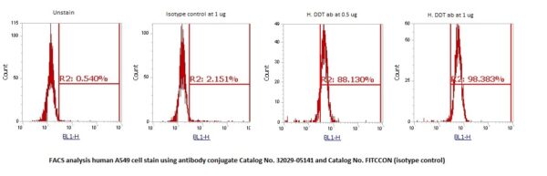 Human DDT Antibody (FITC Conjugate)