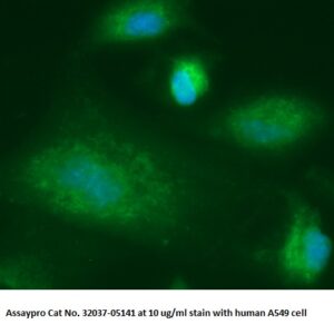 Human GGCT AssayLite Antibody (FITC Conjugate)