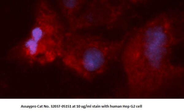 Human GGCT AssayLite Antibody (RPE Conjugate)
