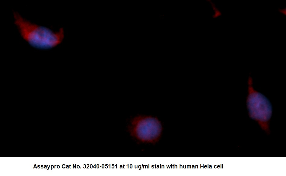 Human Myoglobin (MB) AssayLite Antibody (RPE Conjugate) - Image 2