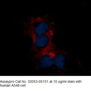 Human CtBP1 AssayLite Antibody (RPE Conjugate)
