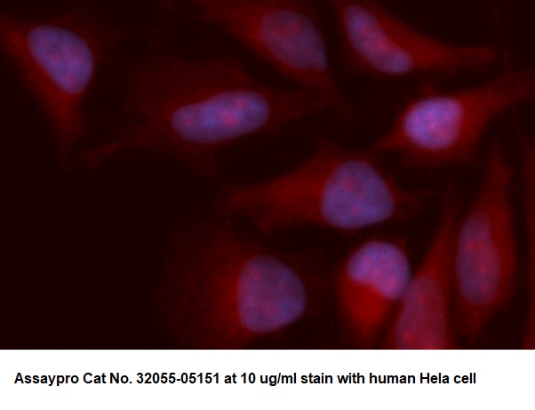 Human LIPG AssayLite Antibody (RPE Conjugate)