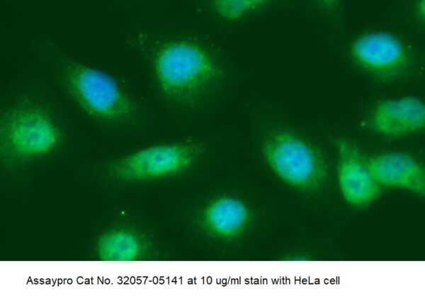 Human Protein-Tyrosine Phosphatase 1B (PTP-1B) AssayLite Antibody (FITC Conjugate) - Image 2