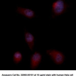 Human Annexin A7 (ANXA7) AssayLite Antibody (RPE Conjugate)