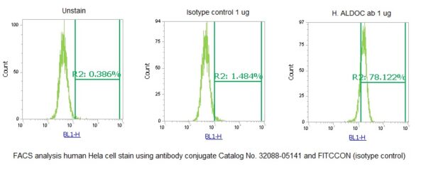 Human Aldolase C AssayLite Antibody (FITC Conjugate) - Image 2