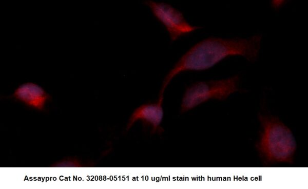 Human Aldolase C AssayLite Antibody (RPE Conjugate)