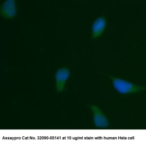 Human NMT2 AssayLite Antibody (FITC Conjugate)