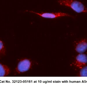 Human Tissue Inhibitor of Metalloproteinases 1 (TIMP-1) AssayLite Antibody (APC Conjugate)
