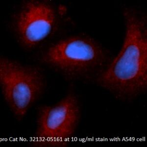 Human UDP-Glucuronosyltransferase 1-1 (UGT1A1) AssayLite Antibody (APC Conjugate)