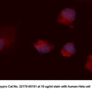 Human Syntaxin-3 AssayLite Antibody (RPE Conjugate)
