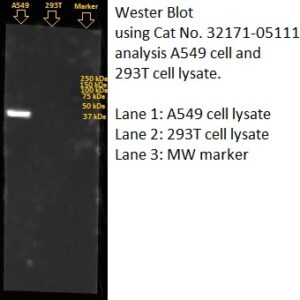 Human Annexin A1  (ANXA1) Antibody (Biotin Conjugate)