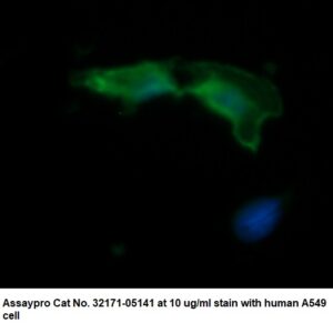 Human Annexin A1  (ANXA1) AssayLite Antibody (FITC Conjugate)