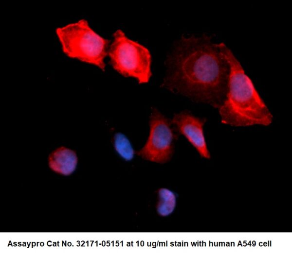Human Annexin A1  (ANXA1) AssayLite Antibody (RPE Conjugate)