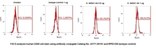 Human Annexin A1  (ANXA1) AssayLite Antibody (RPE Conjugate) - Image 2