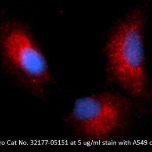 Human beta-1,3-glucuronyltransferase 3 (GlcAT-I, B3GAT3) AssayLite Antibody (RPE Conjugate)