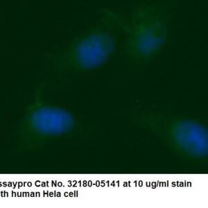 Human Adenylate Kinase 2 (AK 2) AssayLite Antibody (FITC Conjugate)