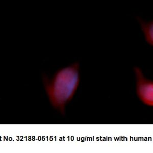 Human Mucin-1 (MUC-1, CA 15-3) AssayLite Antibody (RPE Conjugate)