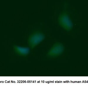 Human Acylphosphatase-1 (ACYP1) AssayLite Antibody (FITC Conjugate)