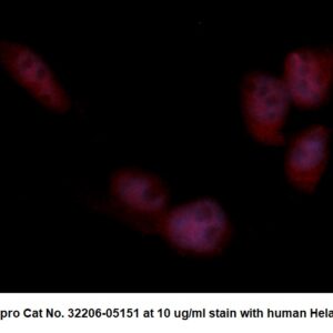 Human Acylphosphatase-1 (ACYP1) AssayLite Antibody (RPE Conjugate)
