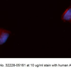 Human FLRT3 AssayLite Antibody (APC Conjugate)