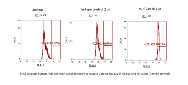 Human ATG10 AssayLite Antibody (FITC Conjugate)