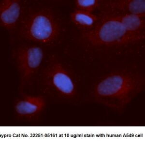 Human Thioredoxin (TXN) AssayLite Antibody (APC Conjugate)