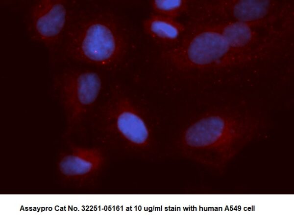Human Thioredoxin (TXN) AssayLite Antibody (APC Conjugate)