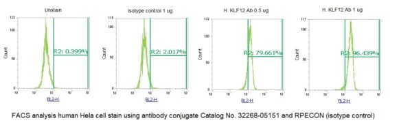 Human Krueppel-like Factor 12 (KLF12) AssayLite Antibody (RPE Conjugate)