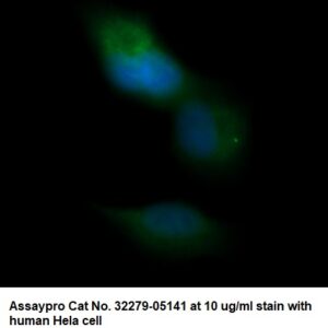 Human JNK1 AssayLite Antibody (FITC Conjugate)