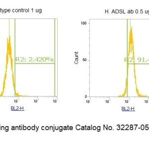 Human Adenylosuccinate Lyase (ADSL) AssayLite Antibody (RPE Conjugate)