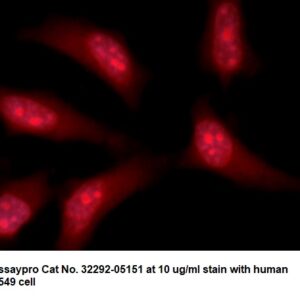 Human Translin AssayLite Antibody (RPE Conjugate)