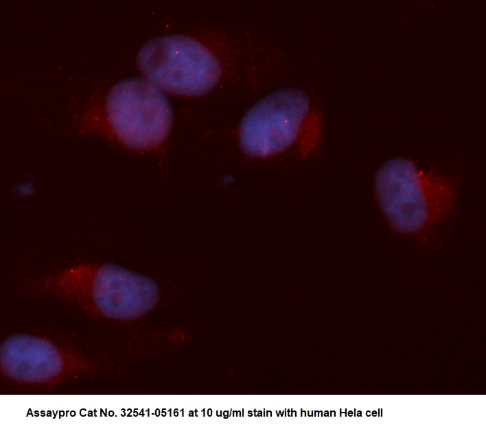 Human HNMT AssayLite Antibody (APC Conjugate)