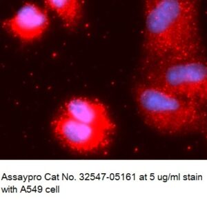 Human LAP3 AssayLite Antibody (APC Conjugate)