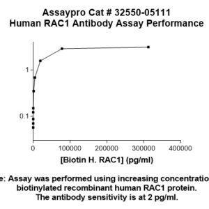 Human RAC1 Antibody
