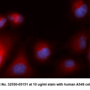 Human RAC1 AssayLite Antibody (RPE Conjugate)