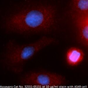 Human PEBP1 AssayLite Antibody (RPE Conjugate)